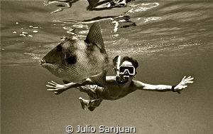 Meeting with triggerfish by Julio Sanjuan 